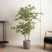 Large Variegated Ficus Plant in White Pot 145cm  hi\-res