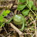Terrific Talking Frogs  hi\-res