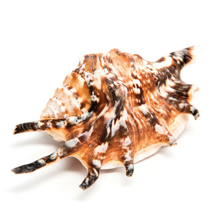 Basket of Sea Shells  hi\-res