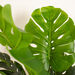 Real Touch Monstera Cheese Plant 120cm  hi\-res