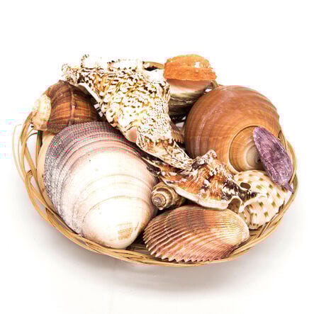 Basket of Sea Shells  hi\-res