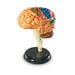Learning Resources Complete Anatomy Models  hi\-res