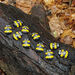Honey Bee Number Stones  hi\-res