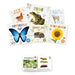 Life Cycles Book Pack  hi\-res