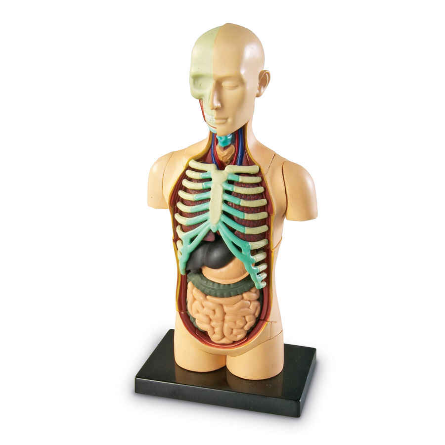 Learning Resources Complete Anatomy Models | Human Body | TTS