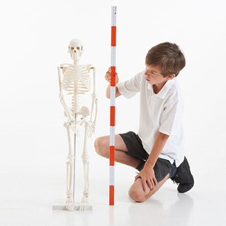 Boney Tony Half Sized Human Skeleton Model  hi\-res