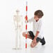 Boney Tony Half Sized Human Skeleton Model  hi\-res