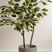 Large Variegated Ficus Plant in White Pot 145cm  hi\-res