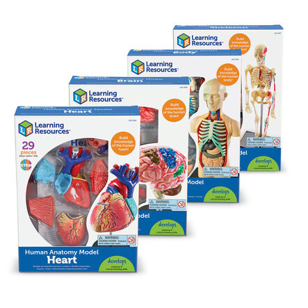 Learning Resources Complete Anatomy Models  hi\-res