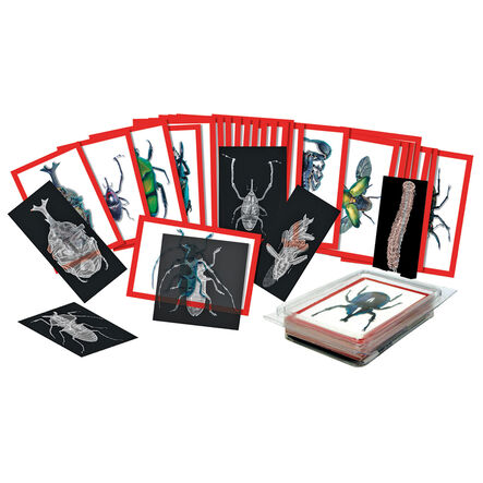 Insect X ray and 36 Picture Cards  hi\-res