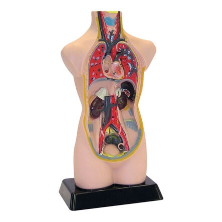 Human Body Anatomical Torso  hi\-res