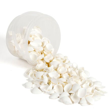 White Seashells 2.5l  hi\-res