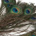 Feather Pack Assorted 78g  hi\-res