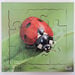 Insect Layered Life Cycle Jigsaws 4pk  hi\-res