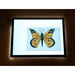 Ultra\-Bright LED Light Panel A3  hi\-res