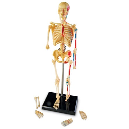 Learning Resources Complete Anatomy Models  hi\-res