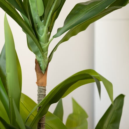 Real Touch Dracaena Artificial Plant 90cm  hi\-res