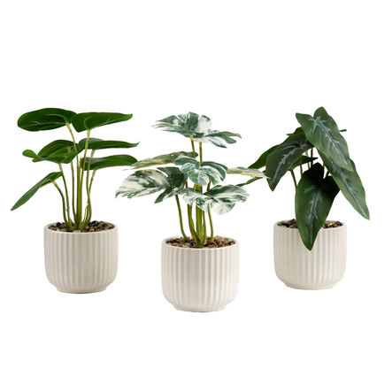 Artificial House Plants in White Ribbed Ceramic Pots 3pk  hi\-res