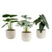 Artificial House Plants in White Ribbed Ceramic Pots 3pk  hi\-res