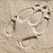 TTS Animal Track Foot Stampers Assorted  hi\-res