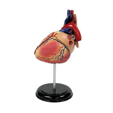 Human Heart Desktop Model  hi\-res
