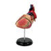 Human Heart Desktop Model  hi\-res