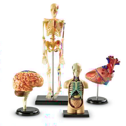 Learning Resources Complete Anatomy Models  hi\-res