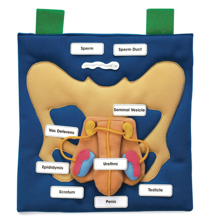 TTS Reproductive Organ Display Vests Male  hi\-res