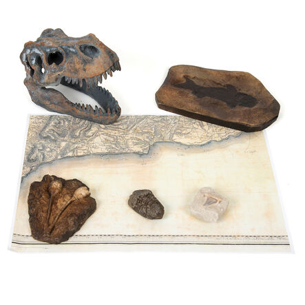 Dinosaur Fossil Kit  hi\-res