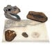 Dinosaur Fossil Kit  hi\-res