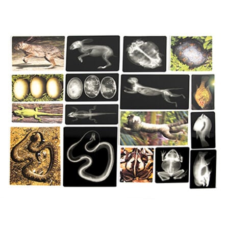 Polydron Animal X\-Rays and Picture Cards  hi\-res