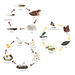 TTS Life Cycles Magnetic Pieces 3 Sets  hi\-res