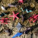 Sea Creatures 60pk  hi\-res