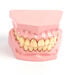 Teeth Dental Hygiene Model  hi\-res