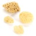 Natural Sea Sponge Variety Pack 4pk  hi\-res