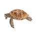 Detailed Small World Sea life Collection  hi\-res