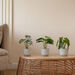 Artificial House Plants in White Ribbed Ceramic Pots 3pk  hi\-res