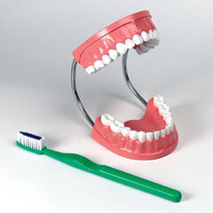 Set of Teeth Model  hi-res