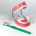 Set of Teeth Model  hi\-res