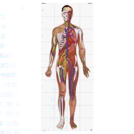 TTS Bee\-Bot® Human Body Mat  hi\-res