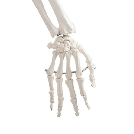 Life Size Human Skeleton Model  hi\-res