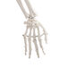 Life Size Human Skeleton Model  hi\-res
