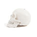 Life Size Human Skeleton Model  hi\-res