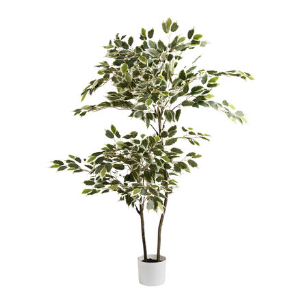 Large Variegated Ficus Plant in White Pot 145cm  hi\-res