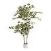 Large Variegated Ficus Plant in White Pot 145cm  hi\-res