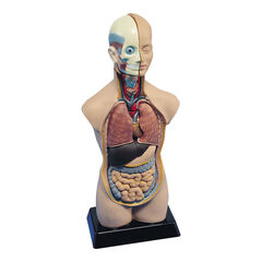 Human Body Anatomical Torso  hi-res