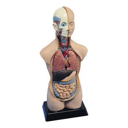 Human Body Anatomical Torso  hi\-res
