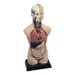 Human Body Anatomical Torso  hi\-res