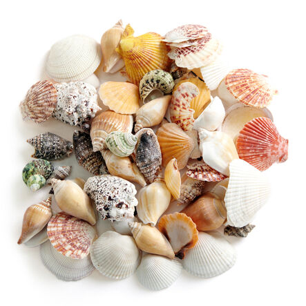 Assorted Sea Shells 1kg  hi\-res