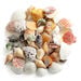 Assorted Sea Shells 1kg  hi\-res